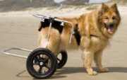 dog wheelchair