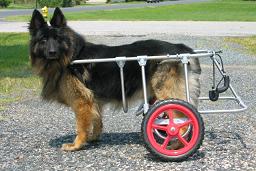 dog wheelchair