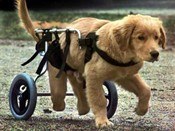 wheelchair for dogs