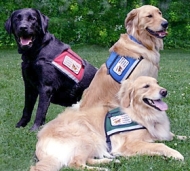 types of service dogs