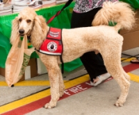 training service dogs