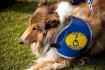 service dog certification