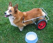 wheelchairs for dogs