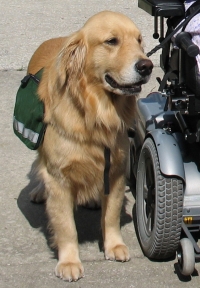 service dog