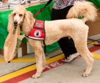 training service dogs