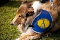 service dog certification